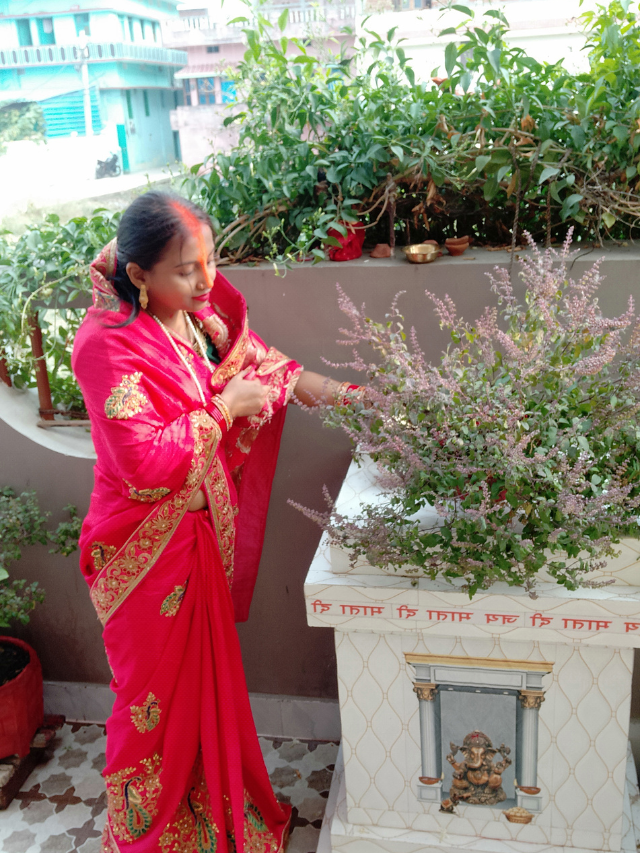 तुलसी जी को किस दिन पानी नहीं देना चाहिए?